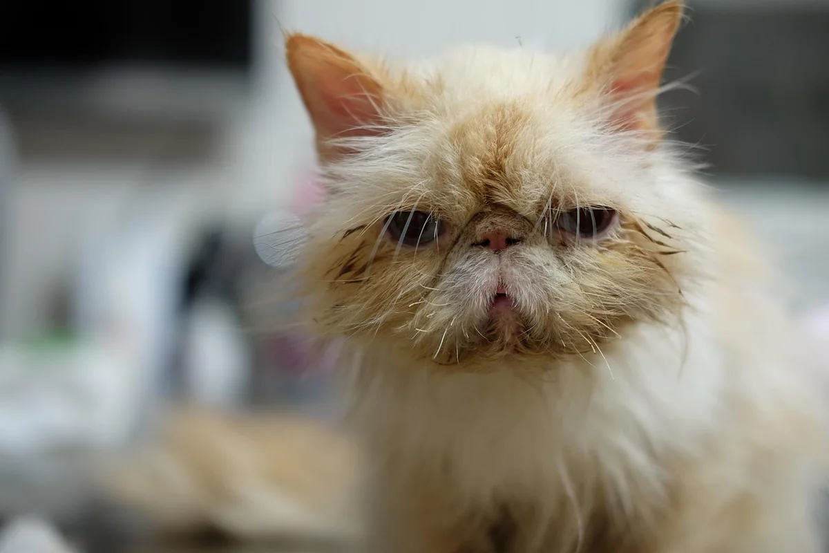 cat